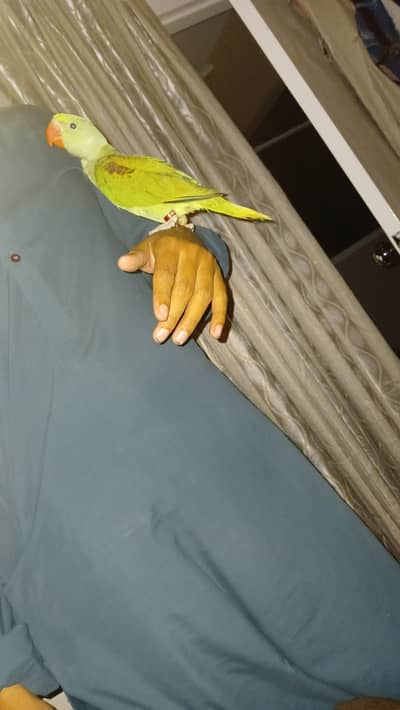 Raw parrot