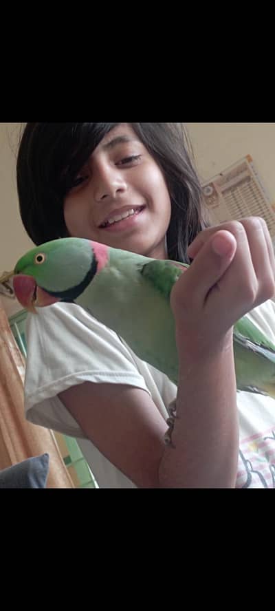 KASHMIRI RAW HAND TAME PARROTS (TWO MALES).