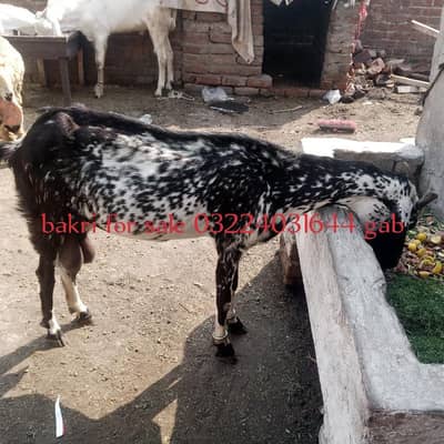 Gaban Bakri For sale