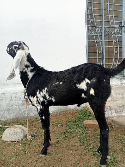 Bakra