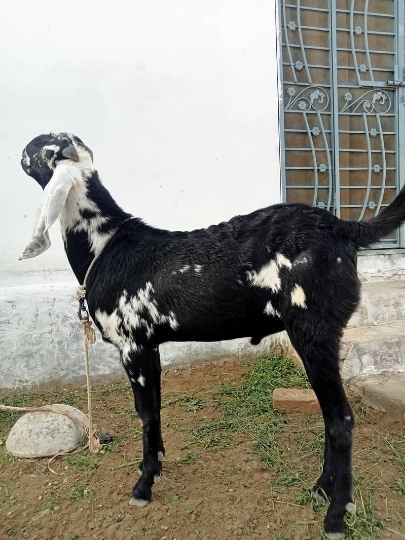 Bakra 0