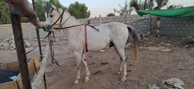 Male Horse for sale,