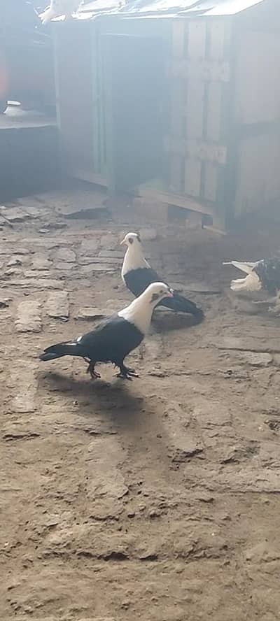karblai pigeon