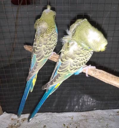 Hogoromo pathay for sale.