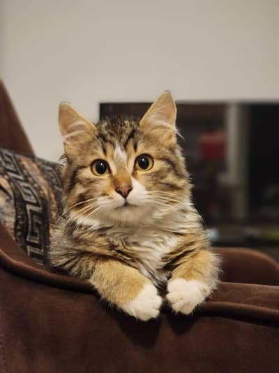 7 Months Old Male Kitten