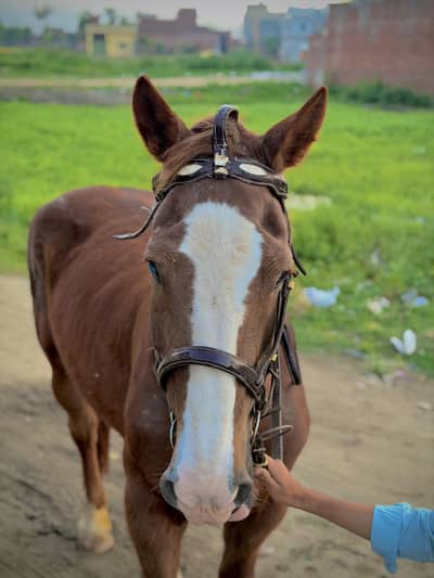 Original Thoroughbred horse All clear