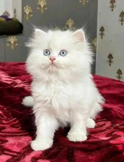 Persian kittens triple coat pair for sale contact whatsap 03224986210