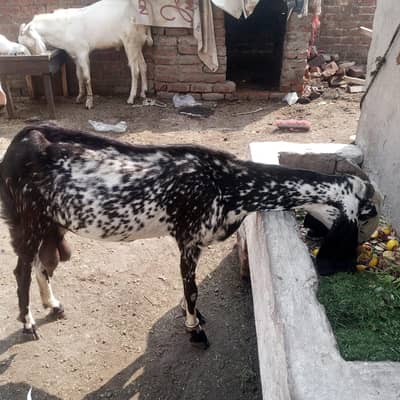 2 Month ki Gaban Bakri For sale