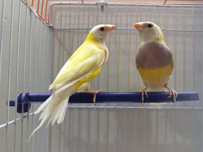 YELLOW BACK BONDED PAIR