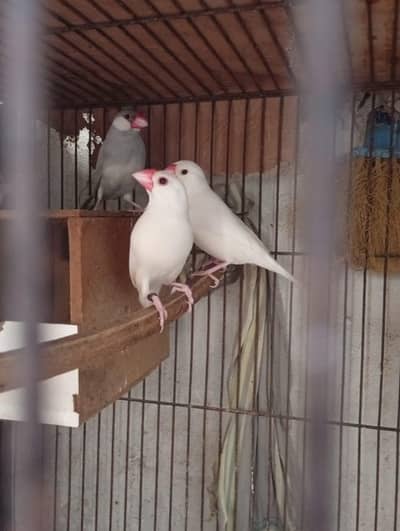 silver and white java