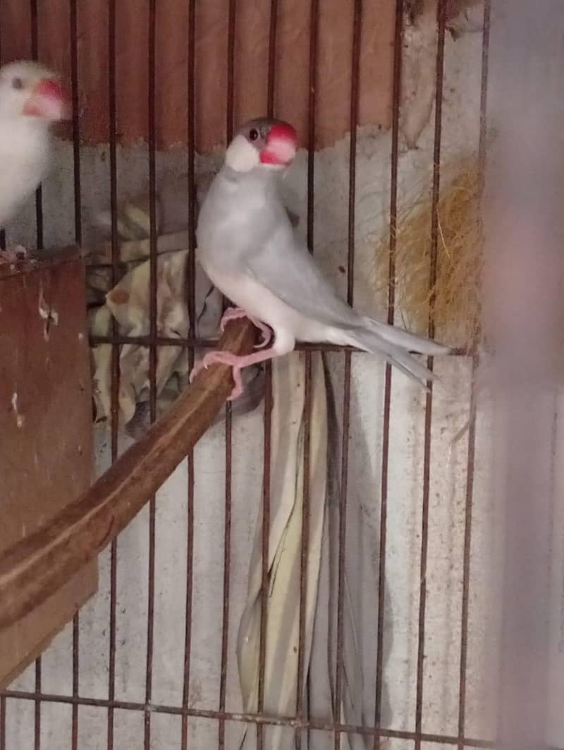 silver and white java 1