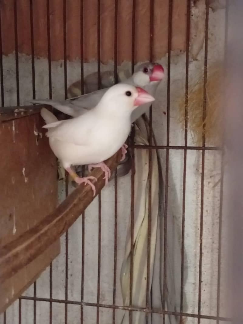 silver and white java 2