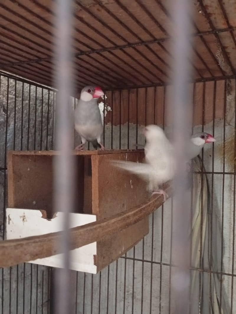 silver and white java 3