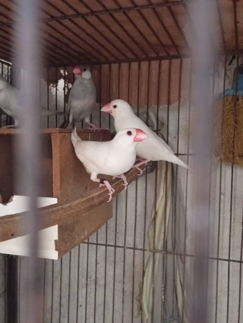 silver and white java 5