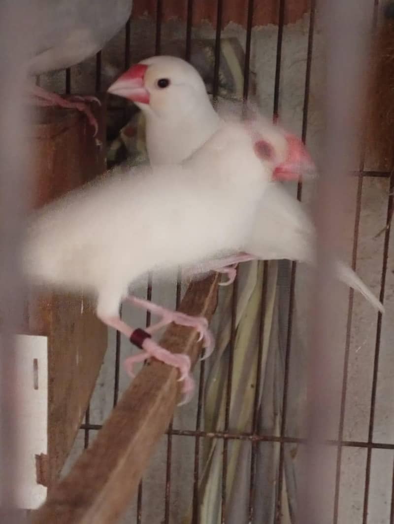 silver and white java 6