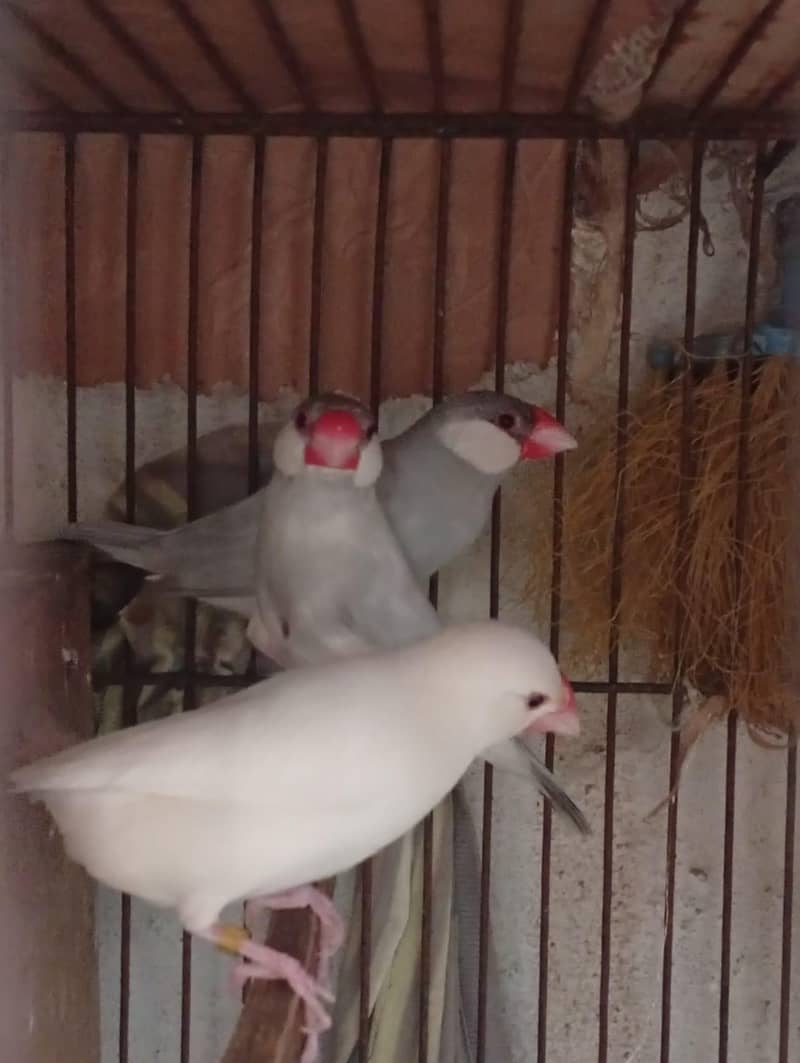 silver and white java 7