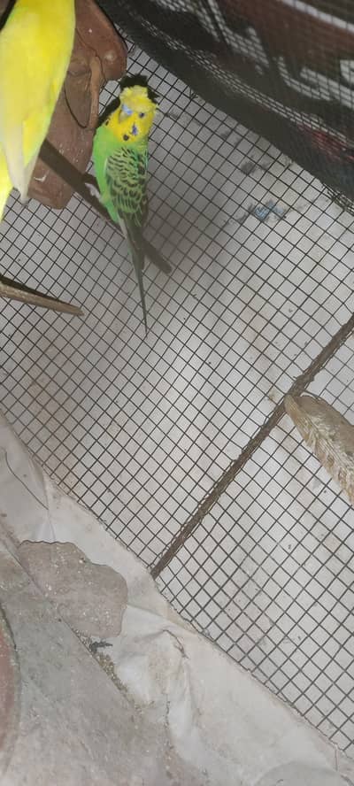 crusted male big size