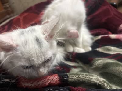 Male And Female Persian Cat single coated with pretty eyes 03705906106