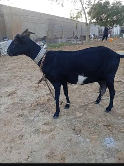 doodh wali black zero size tady bakri