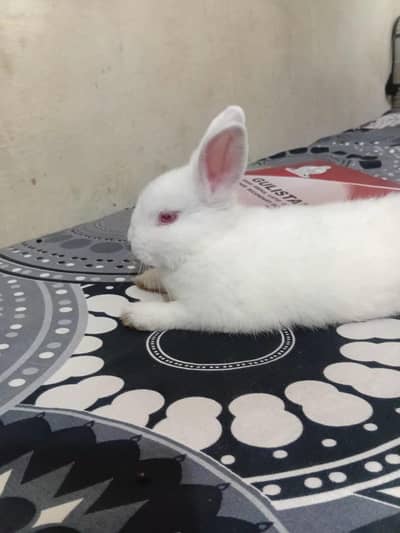 Netherland's dwarf rabbit. 0308 3581413.