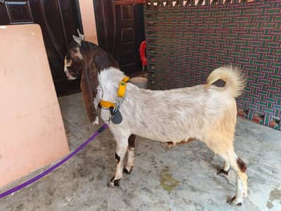 Beautiful Healthy Ando Goat for Sale – Perfect for Bakra Eid 