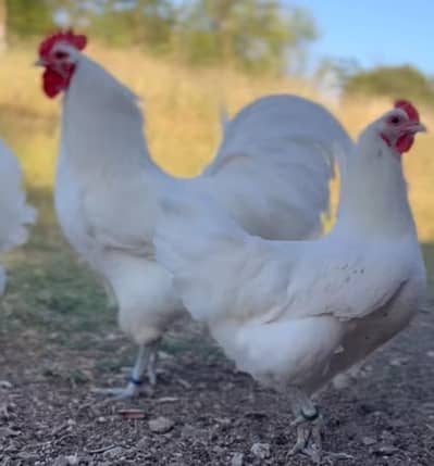 White Cochin Australorp Hens
