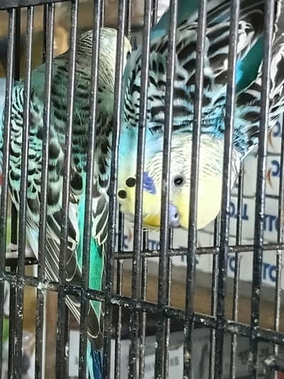 budgies parrots 03296104850