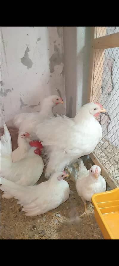 White Heavy Buff And White Japenese exchange with heera pair