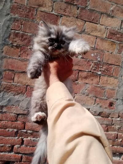 persian female cat with kitten