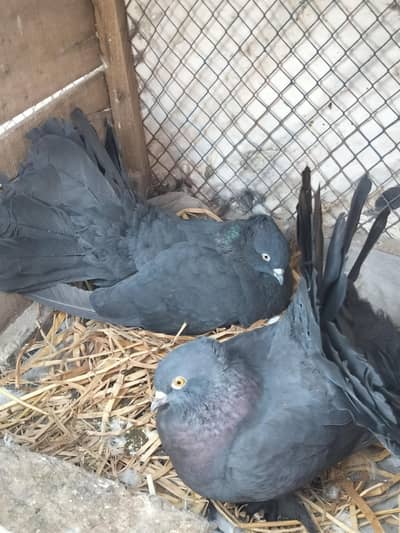 Black Indian Faintail Pair With 2 Chicks For Sale