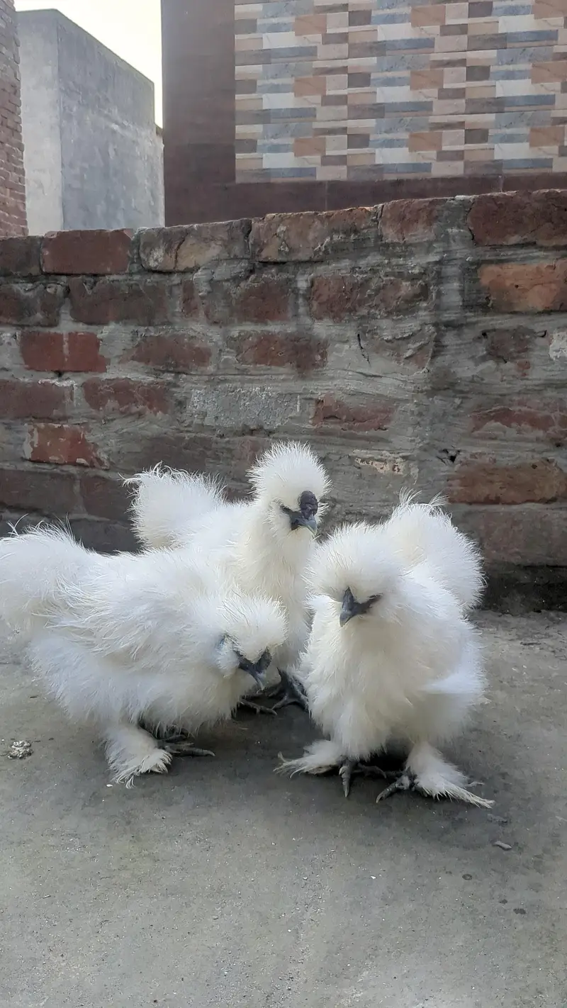 Molted bantam Milli Fleur silkie chicks available — photo 7