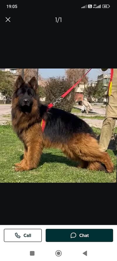 German Shepherd male dog | long coat | gsd | dog