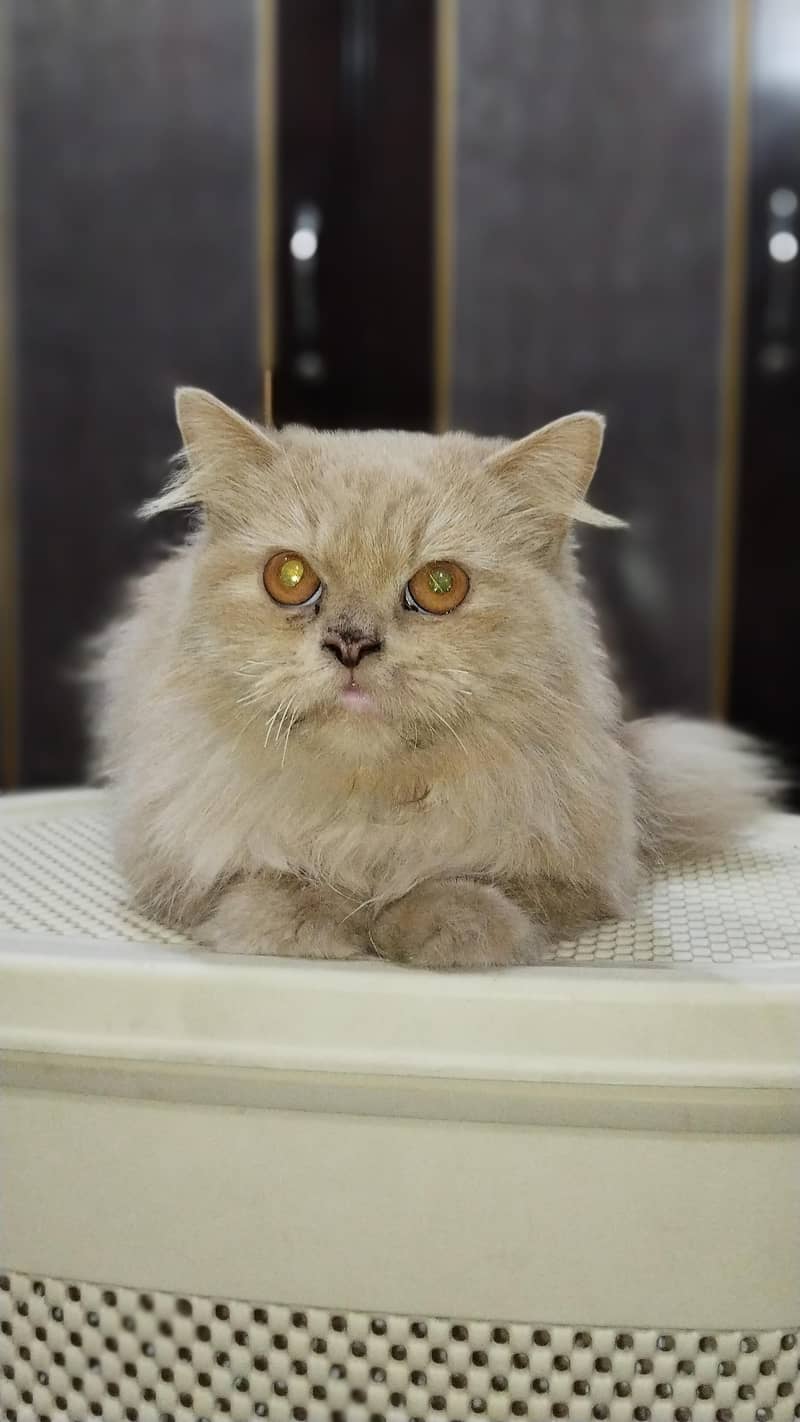  خوبصورت اور صحت مند بلی برائے فروخت 0