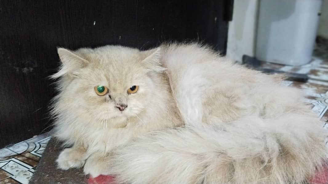  خوبصورت اور صحت مند بلی برائے فروخت 1