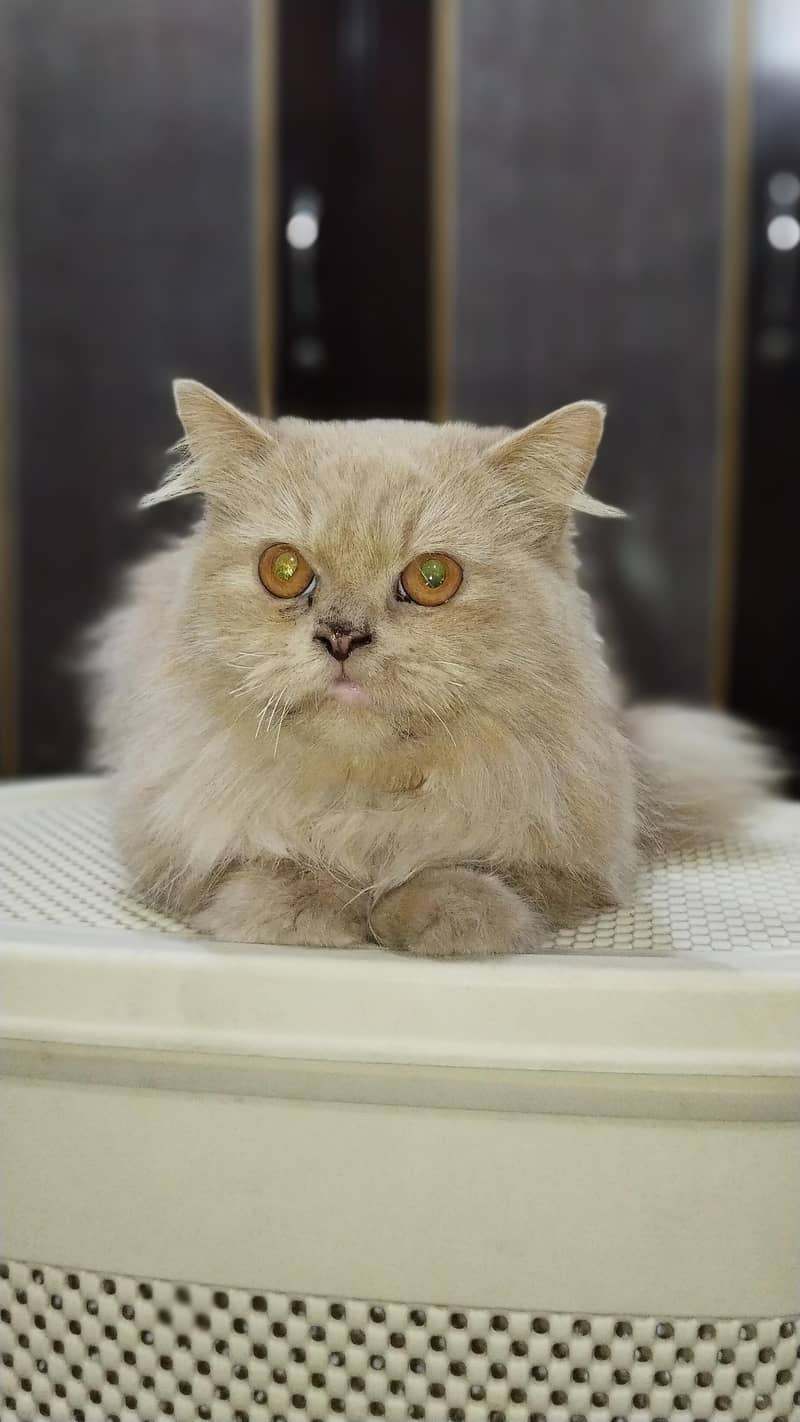  خوبصورت اور صحت مند بلی برائے فروخت 2