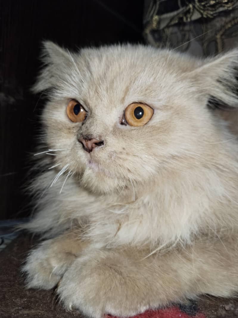  خوبصورت اور صحت مند بلی برائے فروخت 3