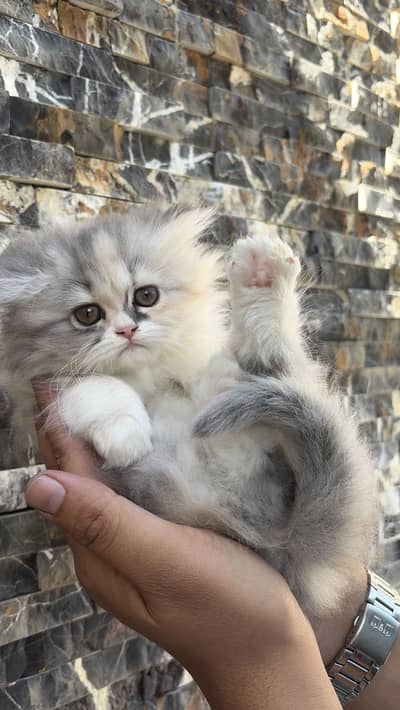 2.5 months old semi punched female persian kitten white calico color