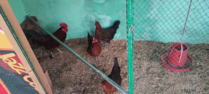 hens for sale