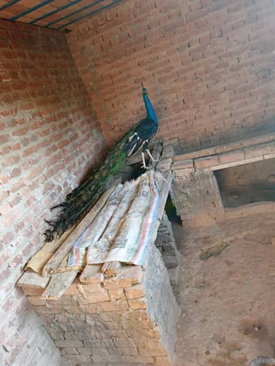 Blue Shoulder Peacock | 3 Years Old | Long Tail | Healthy & Active