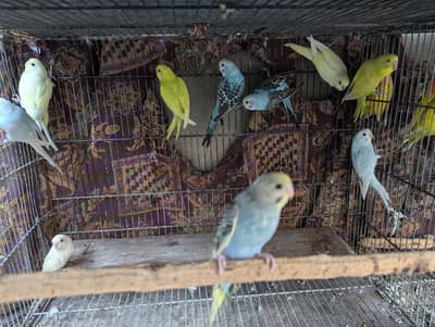 Buggies pathay mix age