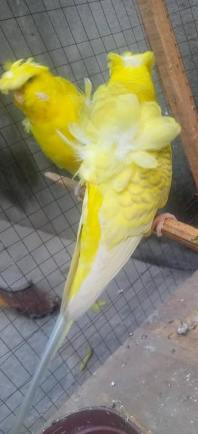 Hogoromo budgies breeder pair for sale.