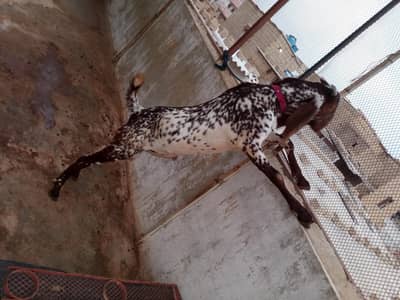 Makkha Chini 2 Danth Ando