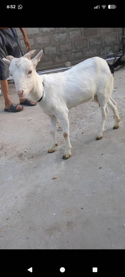 bakri or bacha