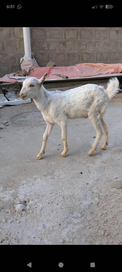 bakri or bacha