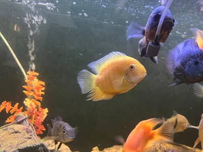 High grade Oscar Fish Sale – Rare & High-Quality Collection