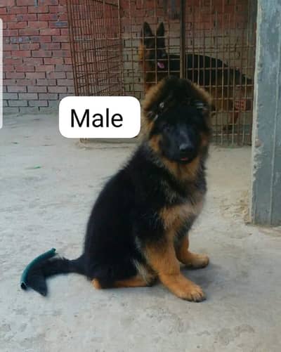 German shepherd puppy 03267458560 WhatsApp contact