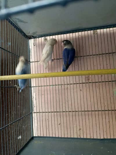 lovebirds & cage hai