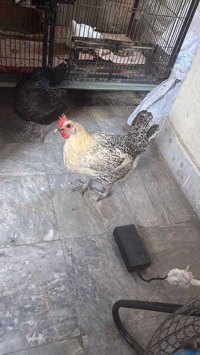 2 hens daily egg laying