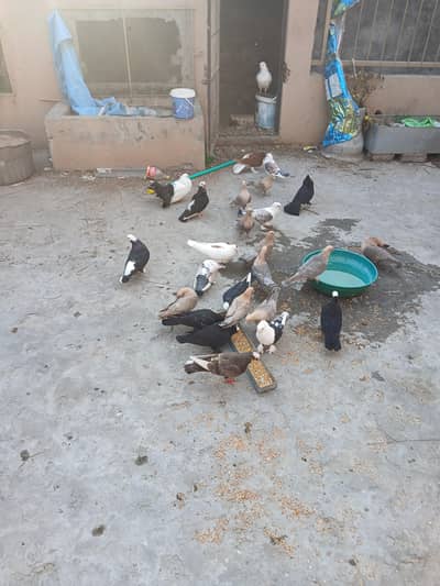 Fancy pigeons for sale