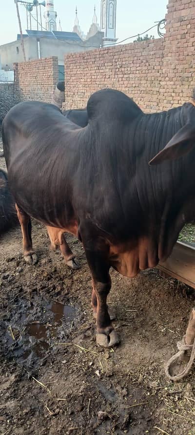 Sahiwal Bull for Sale